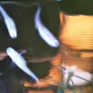 メダカ③（深海マリンブルー）の画像