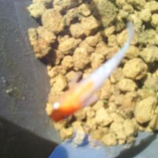 メダカ弁天紅白選別漏れですの画像