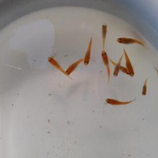 メダカ弁天紅白選別漏れですの画像