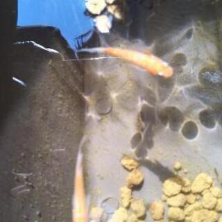 メダカ弁天紅白選別漏れですの画像