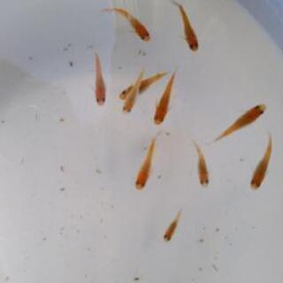 メダカ弁天紅白選別漏れですの画像