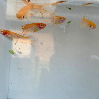 卑弥呼メダカアルビノ卵5個＋αの画像