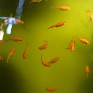 ダルマメダカ 〈初恋(紅帝)ダルマ〉
幼魚～若魚 6匹セット 
