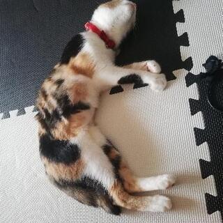 仔猫ちゃんを探しています。（見つかれました!）