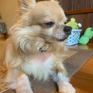 見つかりました✨✨✨