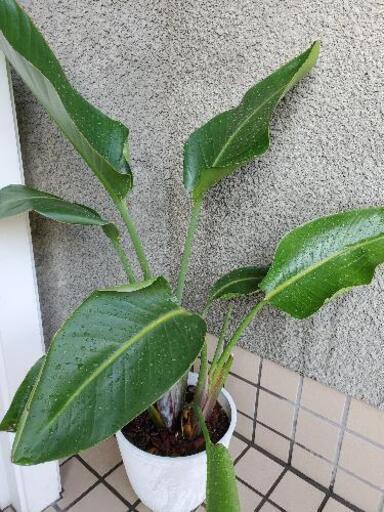 【観葉植物】ストレリチア