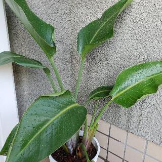 【観葉植物】ストレリチア