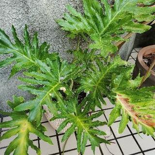 【観葉植物】セローム　