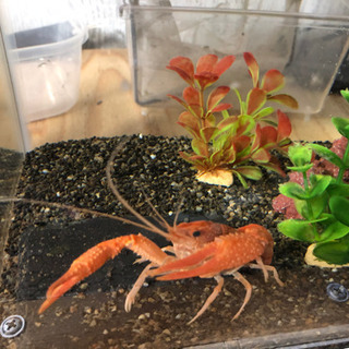 スーパーオレンジザリガニ