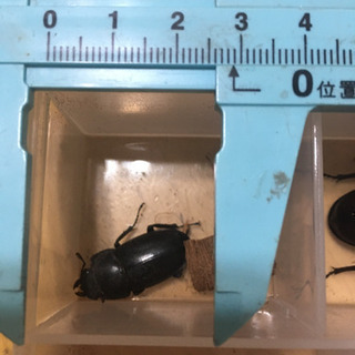 7/31採取ノコギリクワガタオス等の画像