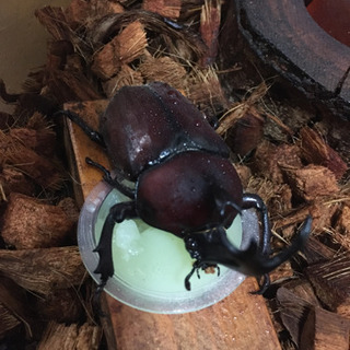 7/31採取ノコギリクワガタオス等の画像