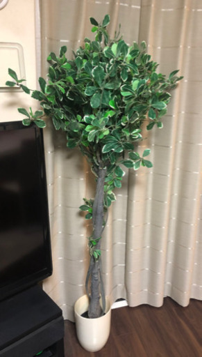 観葉植物　受付終了