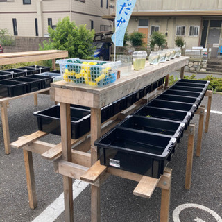 めだか販売　かぐや姫　土浦市