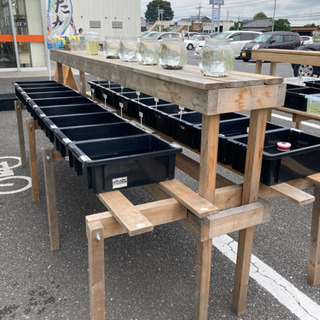 めだか販売　かぐや姫　土浦市の画像