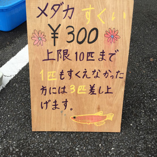 めだか販売　かぐや姫　土浦市の画像