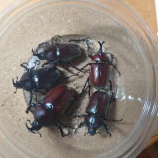 カブトムシ差し上げます^^* (カブトムシ・クワガタ)