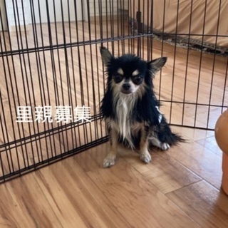 四歳  チワワ