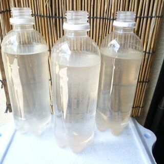 めだか針子の餌★ゾウリムシ種水★500ml