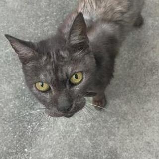 首輪付きの迷い猫