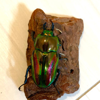 出品最終日！♂63〜64mm特大ニジイロクワガタ ペアの画像