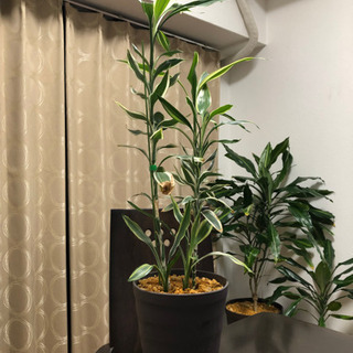 【受け渡し者決定】観葉植物　ギンヨウセンネンボク