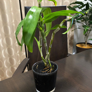 【受け渡し者決定】観葉植物