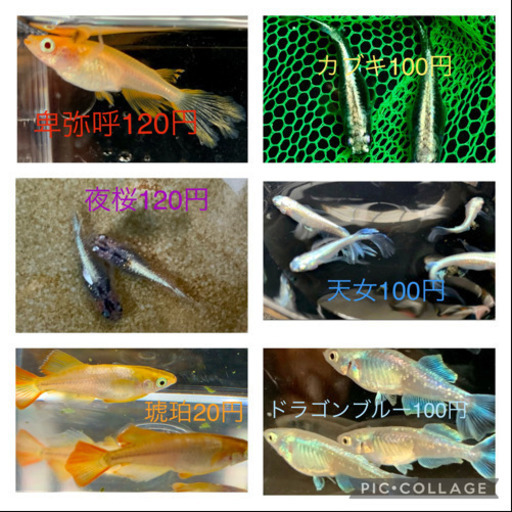 風ちゃんメダカ。改良メダカ卵一粒20円〜130円