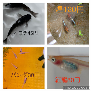 風ちゃんメダカ。改良メダカ卵一粒20円〜130円の画像