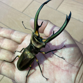 ☆受け渡し決定　エラフスホソアカクワガタ③  幼虫1〜8匹まで