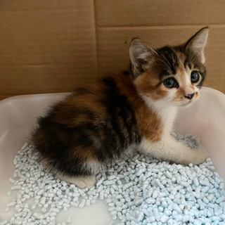三毛猫　メス　1ヶ月