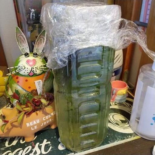 みゆきメダカ11エビ11水草５種類麦飯石餌