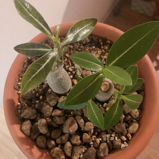 パキポディウム　【塊根植物】の画像