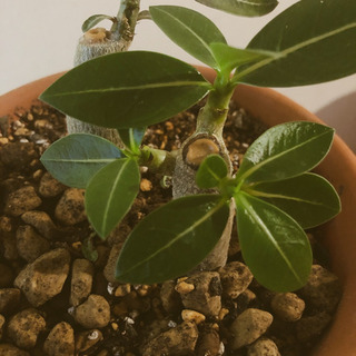 パキポディウム　【塊根植物】の画像