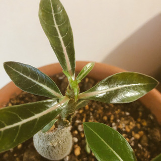 パキポディウム　【塊根植物】の画像