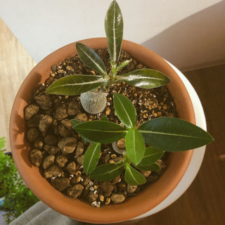 パキポディウム　【塊根植物】の画像