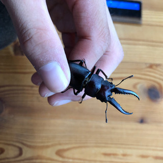 クワガタ