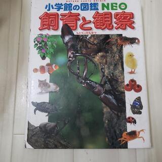 飼育と観察