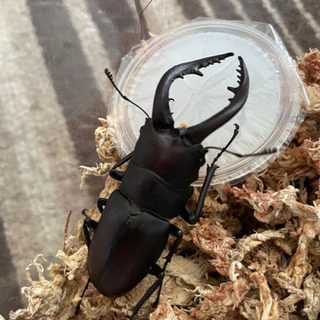 ノコギリクワガタ　大型ペア　値下げ！！