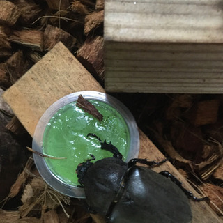 8/1採取　カブトムシですの画像