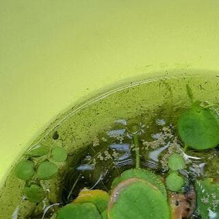 メダカの赤ちゃんとほてい草