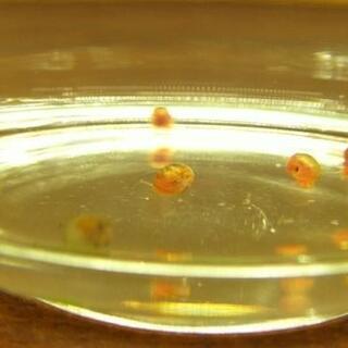 レッドラムズホーン　10匹＋α