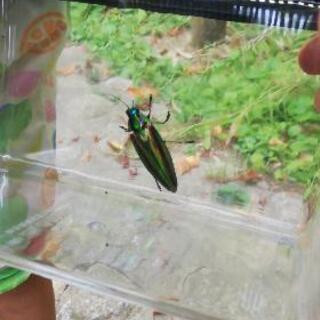 タマムシ