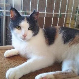 里親さん募集 避妊手術済のさくら猫ちゃんです
