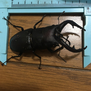 ノコギリクワガタ自然採取しました