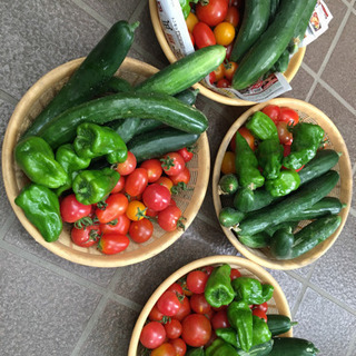 夏野菜セット