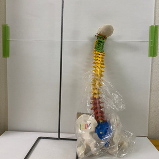 人体模型　骨格標本　脊椎　脊柱　スタンド付き　現状品
