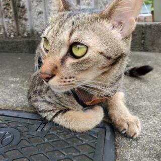 保護猫ボランティア募集！！