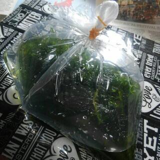 【8/6現在：残り0点/完売】水草 ウィローモス