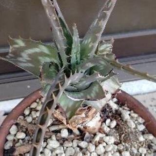 【8月末まで】アロエ 鉢植植物 の画像