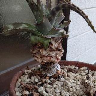【8月末まで】アロエ 鉢植植物 の画像